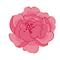 Photo de profil de Peony69