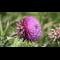 Photo de profil de Myrtille of Caledonia