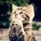 Photo de profil de chouchoune13