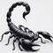 Photo de profil de Scorpion12