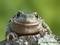 Photo de profil de Crapaud
