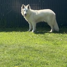 Photo de profil de fonebone