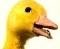 Photo de profil de saturnin