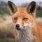 Photo de profil de raptorproject