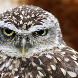 Photo de profil de Vieugrolaid