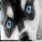 Photo de profil de Alaskan