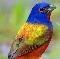 Photo de profil de RainbowBird