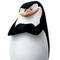 Photo de profil de Petit Pingouin
