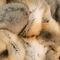Photo de profil de furlove
