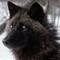Photo de profil de DaemonTheWolf