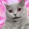 Photo de profil de Mister cat