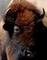 Photo de profil de bison
