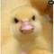 Photo de profil de Daneyx